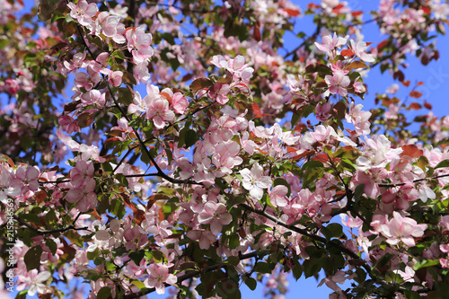 Branches of spring tree with beautiful pink flowers