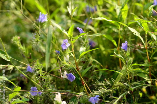 Hintergrund Sommerwiese