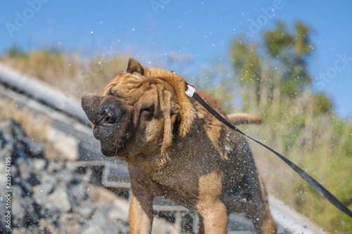 dog of the Sharpei breed shakes the wool from the drops of water. © igorgeiger
