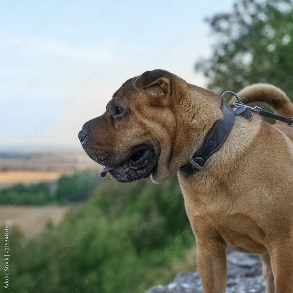 Sharpei breed dog looks closely at the nature from the high hill.