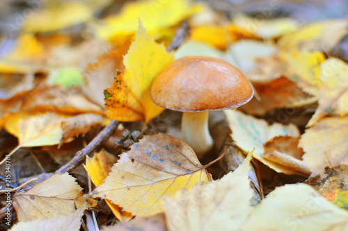 Autumn background with an eatable wild mushroom