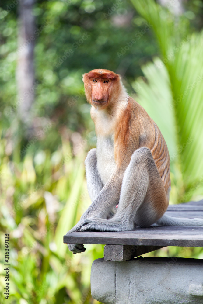 Naklejka premium Młody trąbka siedzi na drewnianej platformie, Labuk Bay, Sabah, Malezja
