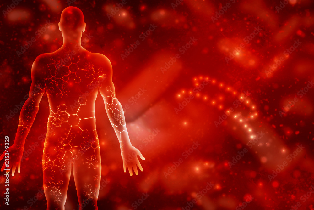 2d illustration Human Male Muscle Body 2d illustration Human Male Muscle Body