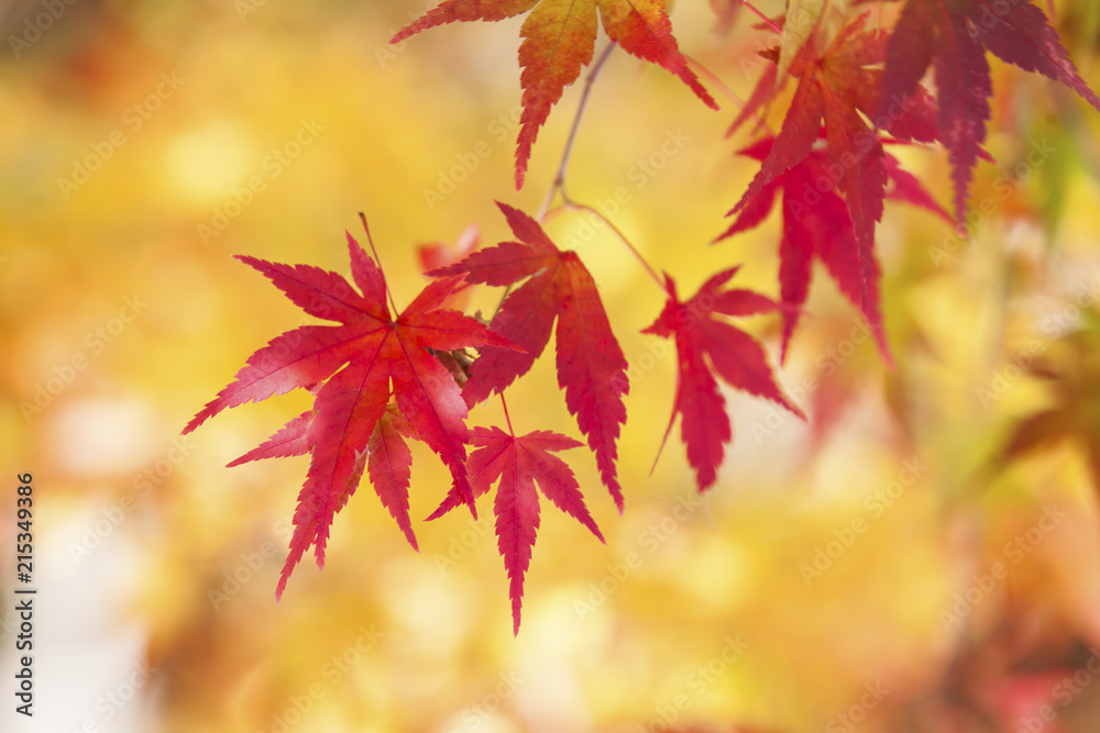 Red autumn leaves very shallow focus.in Japan,Copy space bokeh bacKground... Red autumn leaves very shallow focus.in Japan,Copy space bokeh bacKground...