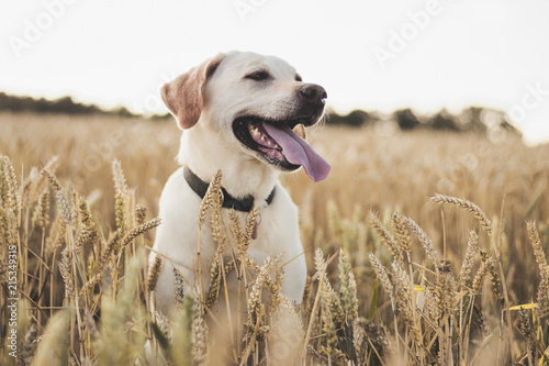 labrador retriever dog sitting in grass meadow, sunset light, close up detail with bokeh, enjoying summer evening, warm colors