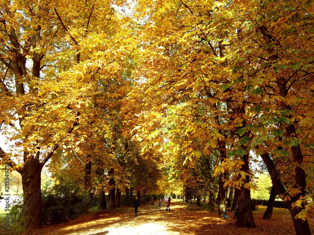 Naklejka premium Herbst im Park