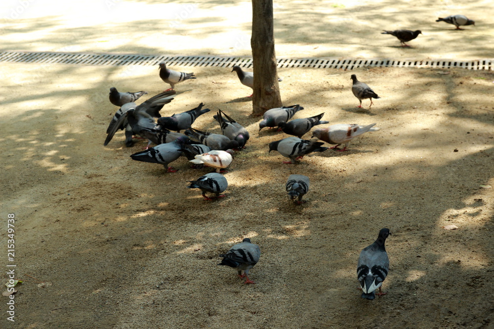 Obraz premium Pigeons