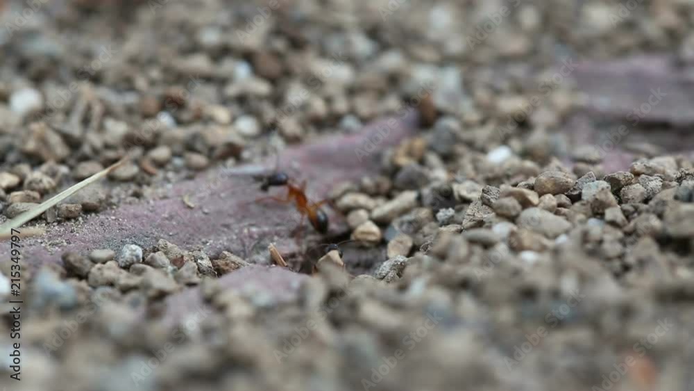 Black and red Ants working together. Shallow dof