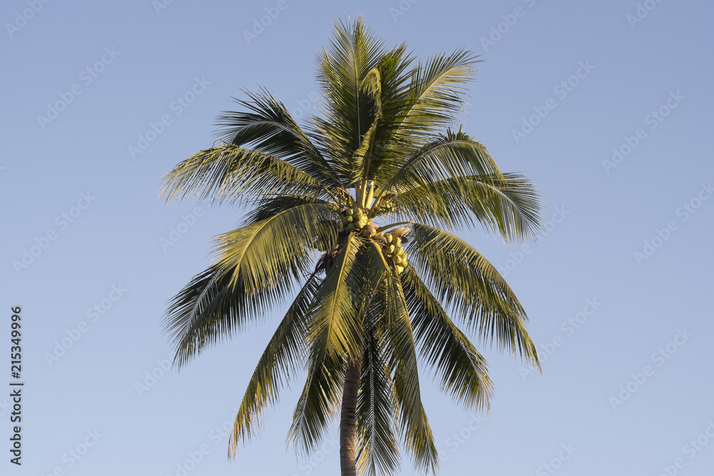 Fototapeta premium coconut tree and sky
