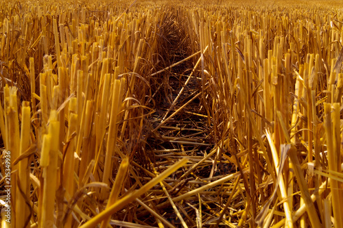 The track among the cut wheat ears, left by a passing combine.