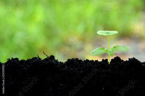 young plant growing in black soil on green nature background, young plant put in low right, young plant in nature concept.