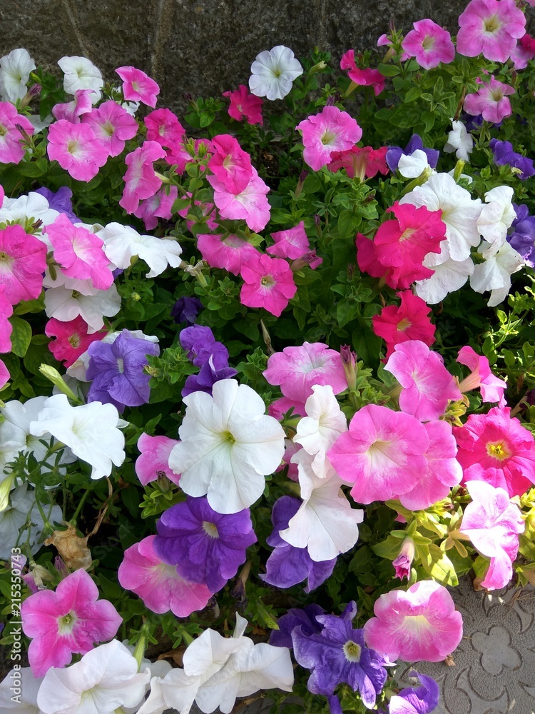 Beautiful flower garden with colorful azaleas. Nature background Beautiful flower garden with colorful azaleas. Nature background