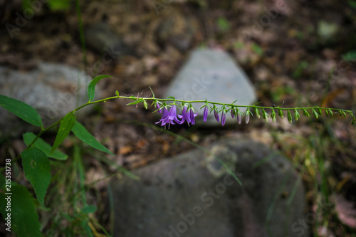 Blue bell flowers in a forest photo