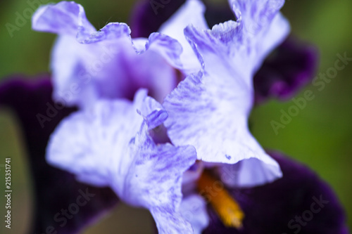 Fototapeta Naklejka Na Ścianę i Meble -  Blue iris flower