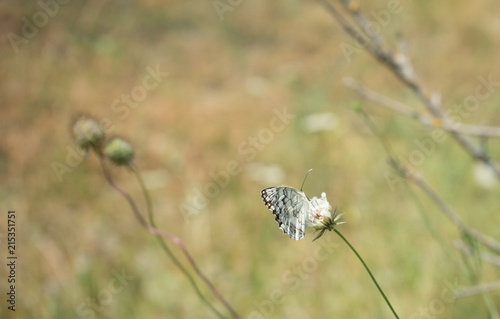 Butterfly on the flower in the mountain meadow photo