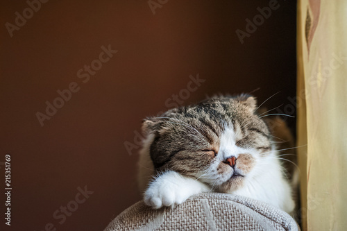 A beautiful domestic cat British shorthair lies and sleeps on the couch on a dark brown background. He looks with one eye. The concept of harmony, tranquility and pacification
