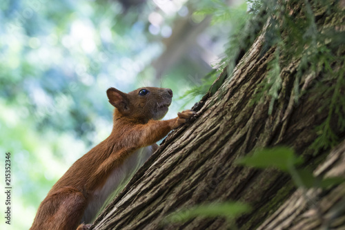 Cute squirrel climbing a tree