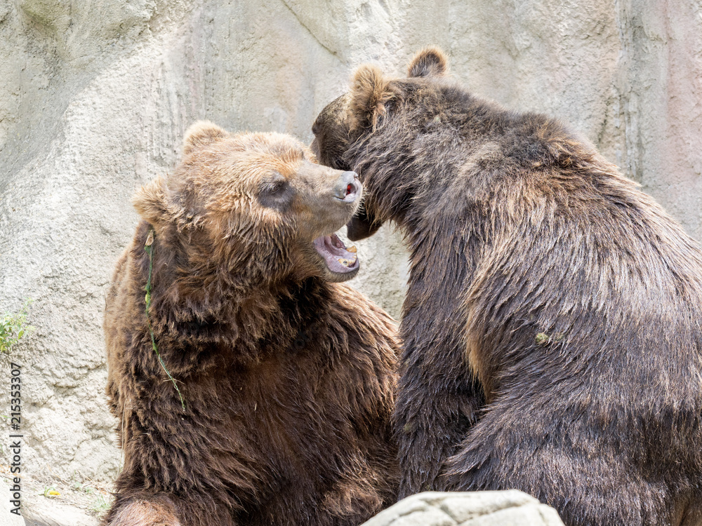 Obraz premium Couple playing Kamchatka Brown Bear