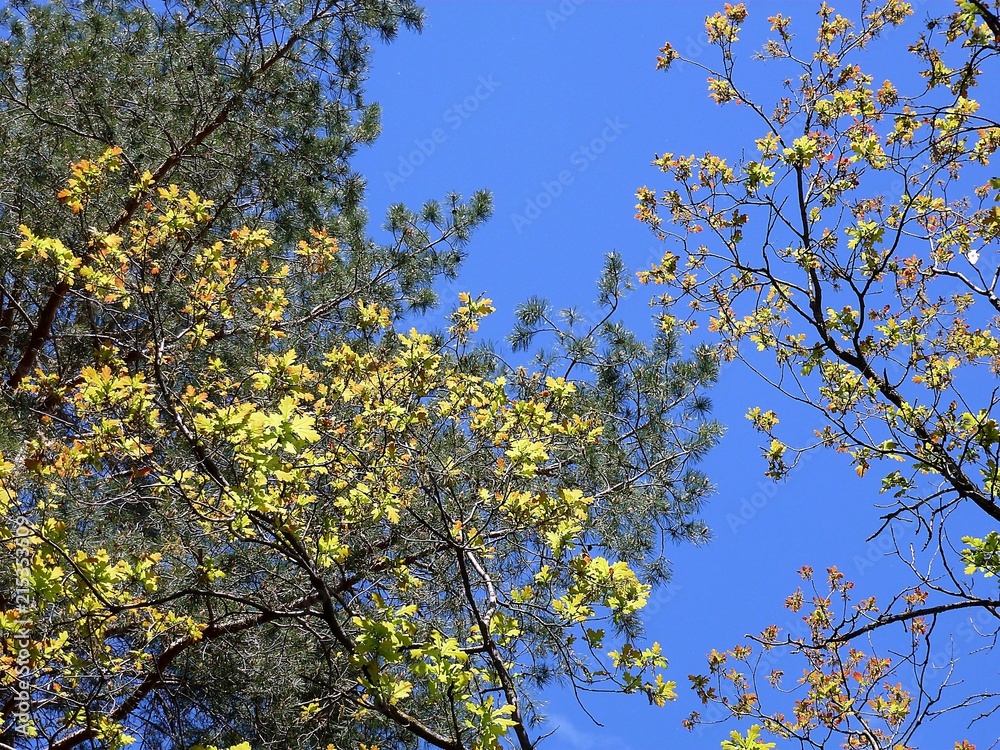 Дуб распускает свежие листья на фоне хвои сосен