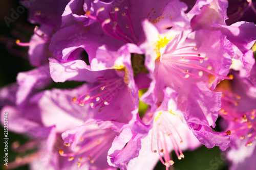 Fototapeta Naklejka Na Ścianę i Meble -  Rhododendron pink flowers