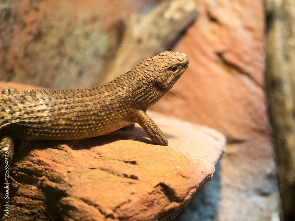 Cunningham's skink, Egernia cunninghami, lives in Australia Cunningham's skink, Egernia cunninghami, lives in Australia
