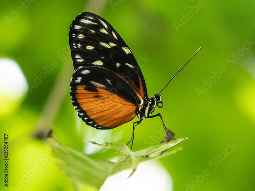 Butterflys blijdorp © hans