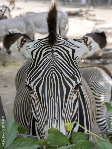 Grevy s zebra  Equus grevyi  is a large zebra with dense stripes