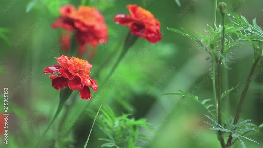 Beautiful red orange flowers with water drops in the garden. Marigolds in the shower rain, close up, dynamic scene, toned video, 50fps Beautiful red orange flowers with water drops in the garden. Marigolds in the shower rain, close up, dynamic scene, toned video, 50fps