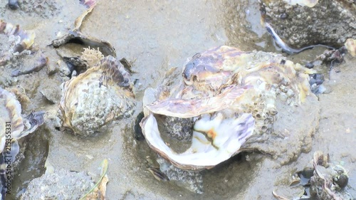 Pazifische Auster im Weltkulturerbe Wattenmeer