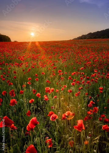 Sunset Poppies