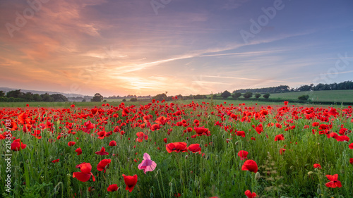 Kentish Poppies © Kelvin