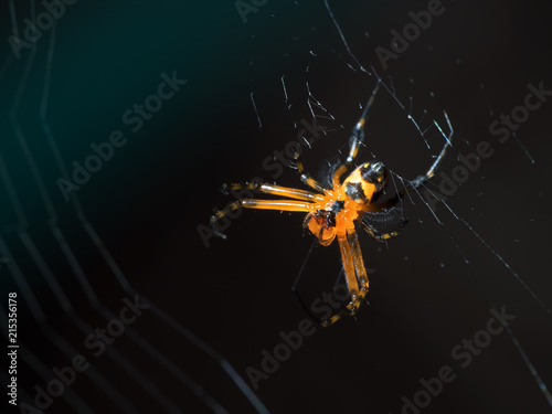 Macro Photo of Orange Spider on Web Isolated on Blurry Background © backiris