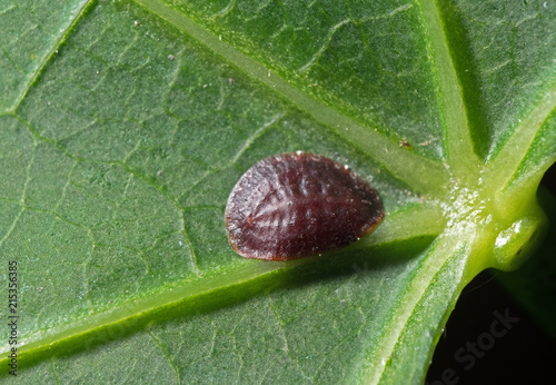 Macro Photo of Scale Insect - Coccidae on Green Leaf photo