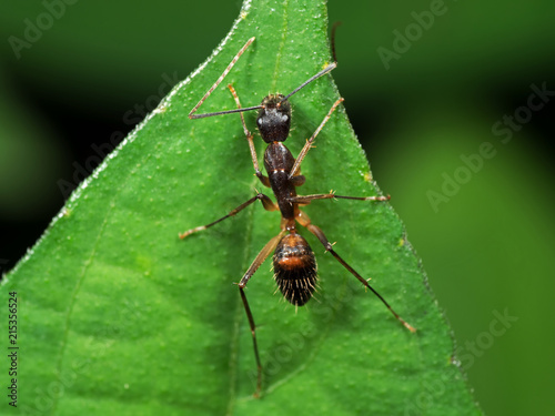 Macro Photo of Ant on Green Leaf Isolated on Blurry Background © backiris
