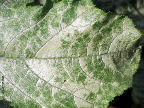 Pumpkin mildew 2 photo