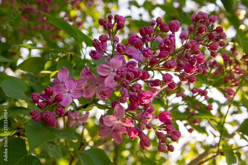 Wallpaper Mural nature Torontodigital.ca