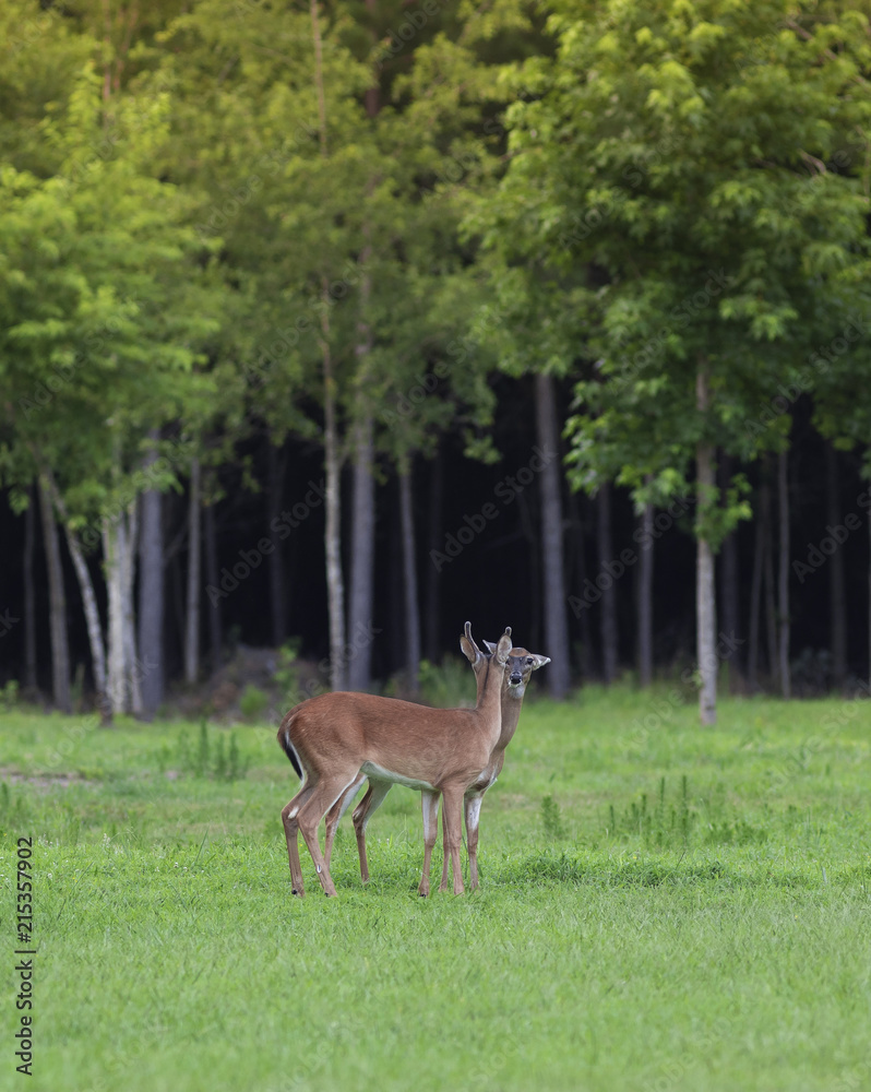 Pair of whitetail deer in North Carolina