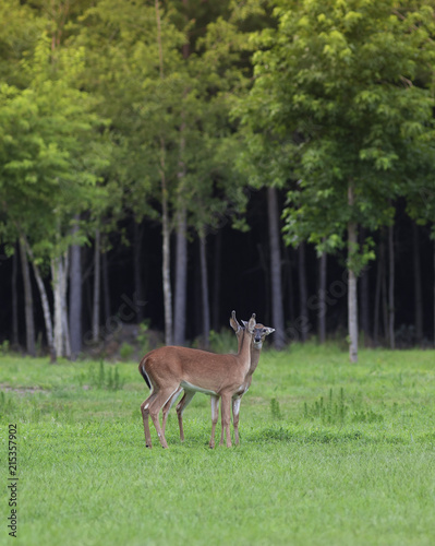 Pair of whitetail deer in North Carolina