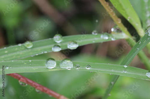 Close up rain drops on grass leaves in grass field