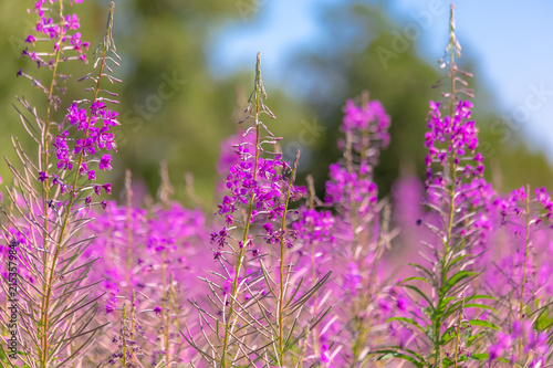 Fireweeds in summer landscape. Photo from Sotkamo  Finland.