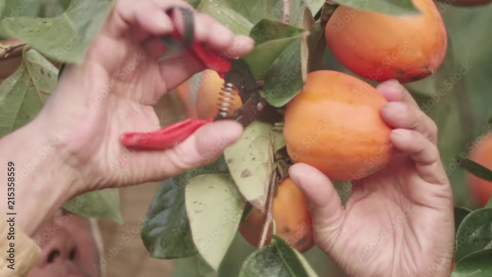 Asian farmer taking care of a persimmon fruit in South Korea Asian farmer taking care of a persimmon fruit in South Korea