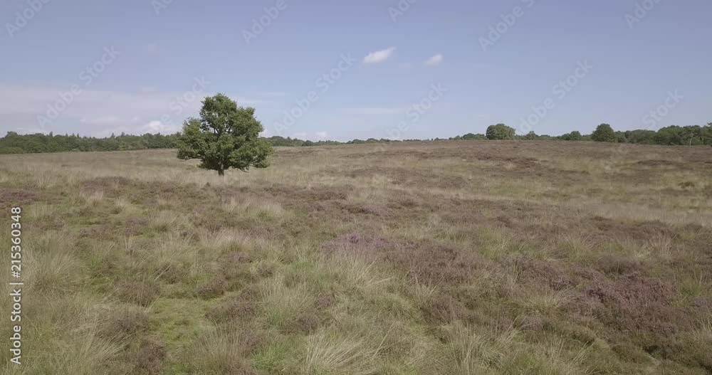 Aerial drone flight heather meadow part 3. Aerial drone flight heather meadow part 3.