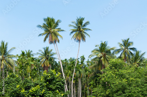 Beautiful two coconut palms trees in the Tropical forest with blue sky at Island in Thailand