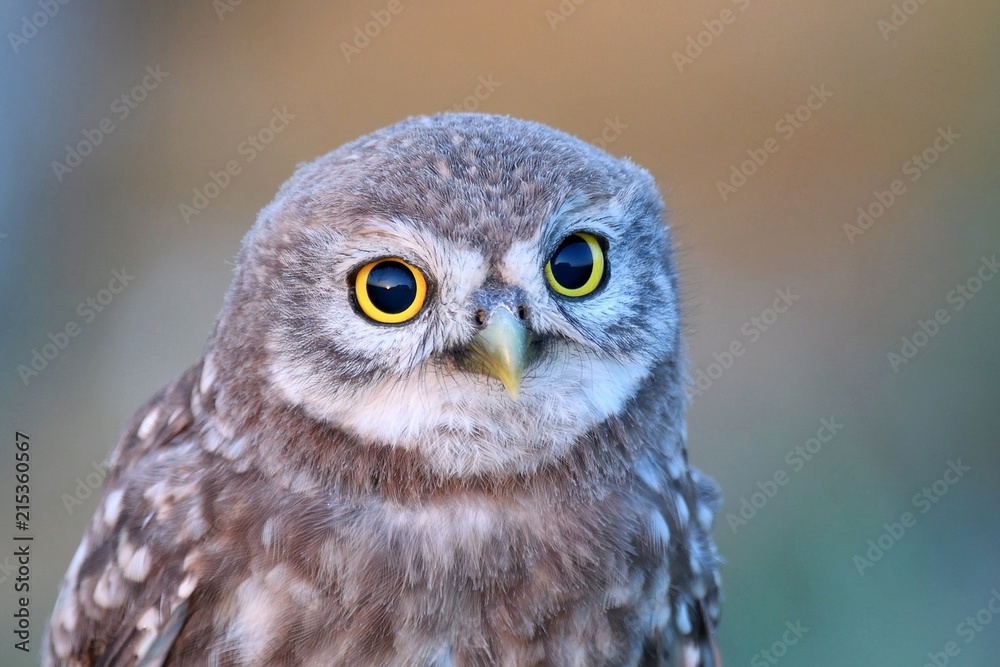 Portrait of a Little owl (Athene noctua) on a colorful background Portrait of a Little owl (Athene noctua) on a colorful background