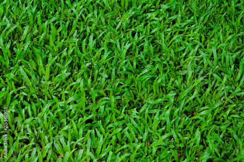 Football field green grass pattern texture background,texture grass for background