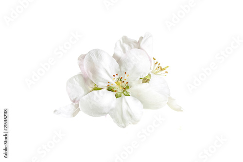 Floral wallpaper  white spring flowers blossom