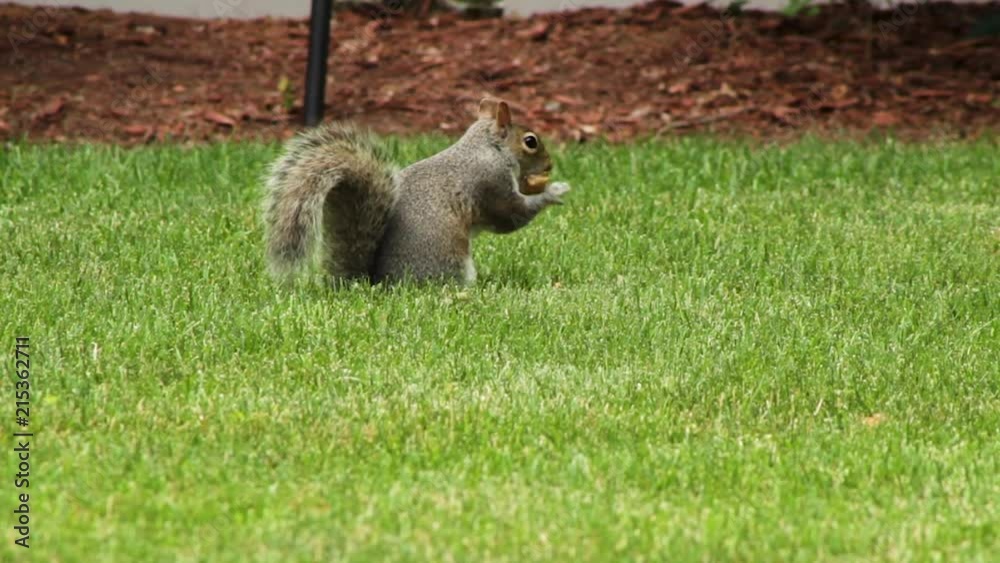 Squirrel eating food while sitting in the grass. Squirrel eating food while sitting in the grass.