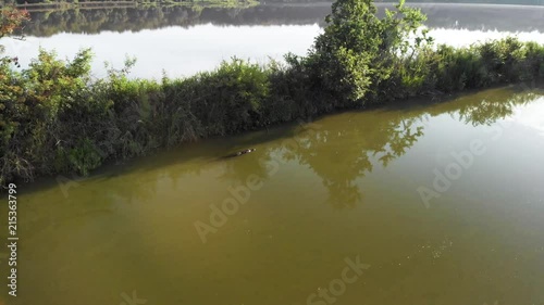 Camera slowly flies around an alligator slowly swimming in the murky waters close to the shore of Piney Z Lake in Tallahassee, Florida. photo