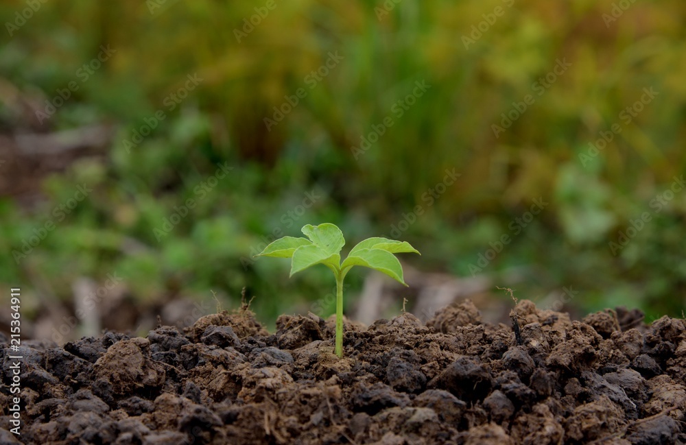 Fototapeta premium single young tree growing in soil nature on green and yellow nature background, put on the middle, trees nature concept idea.