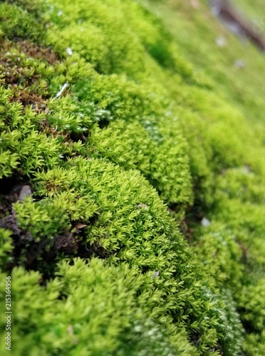 Green fungi beautiful ground image